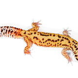 2327 - Black Night Cross -  Male