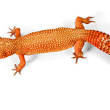 2328 - Mandarin Tangerine - Female