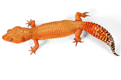 2328 - Mandarin Tangerine - Female