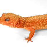 2328 - Mandarin Tangerine - Female