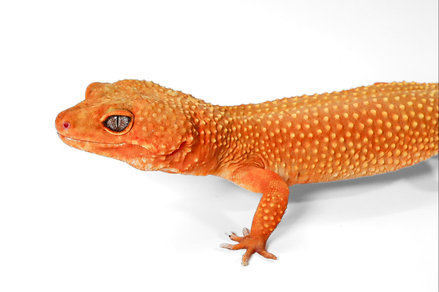 2328 - Mandarin Tangerine - Female