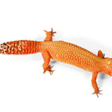 2328 - Mandarin Tangerine - Female