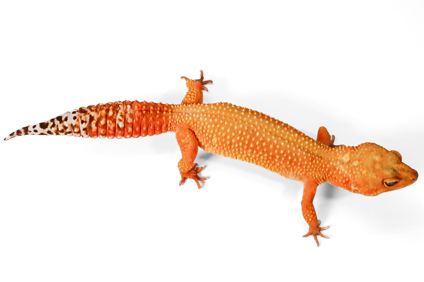 2328 - Mandarin Tangerine - Female