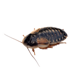 Female Dubia Roaches