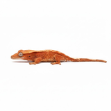 Baby Phantom Crested Gecko