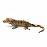 Baby Harlequin Crested Gecko