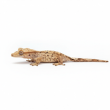 Baby Dalmatian Crested Gecko