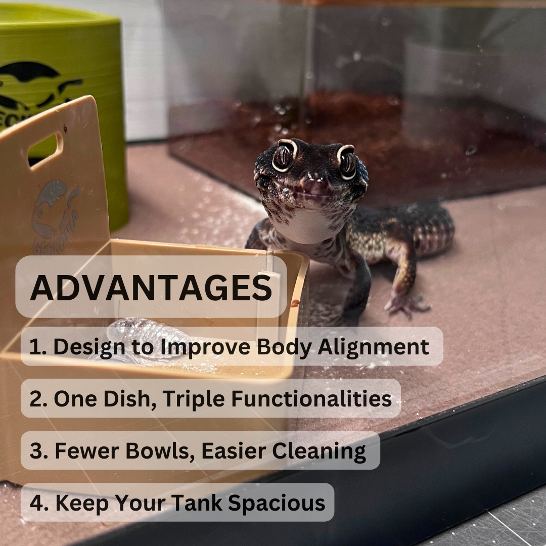 Geckopia Triple Dish