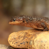 Sulawesi Spiny Water Skink