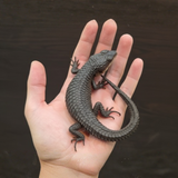 Sulawesi Spiny Water Skink