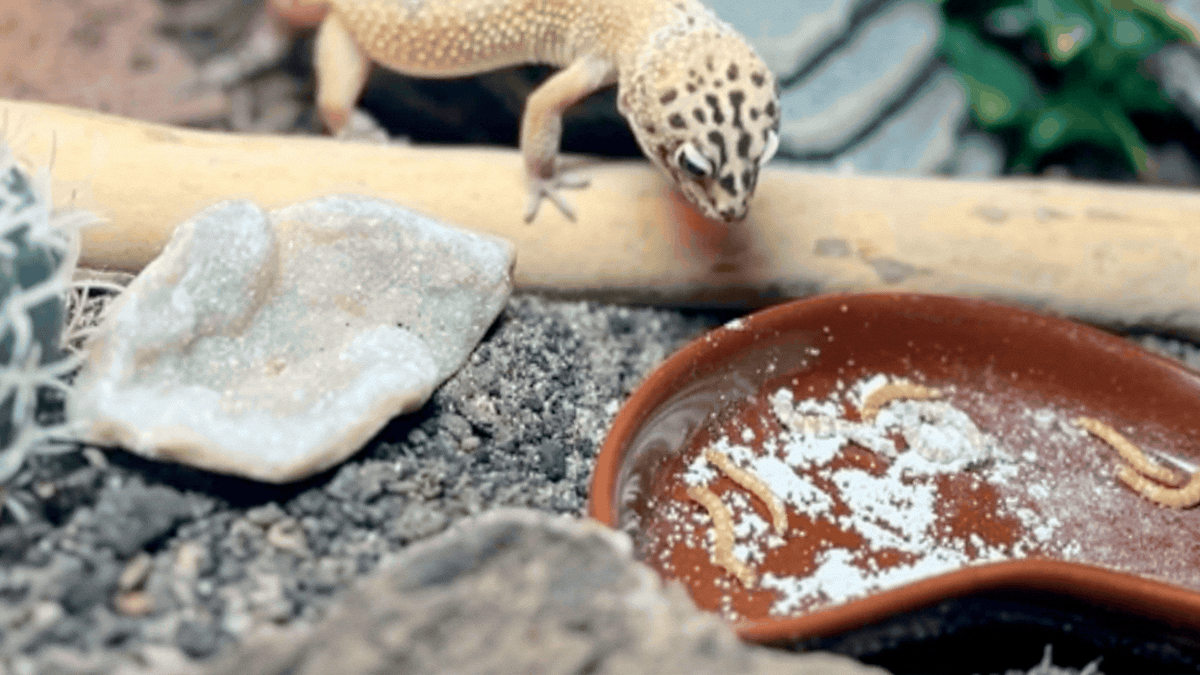 Untitled design.gif__PID:3ebbfa36-c70b-4aad-9cf3-64eda150428d