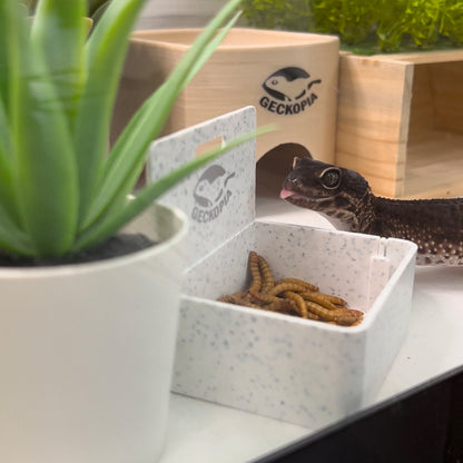 Reptile Triple Dish