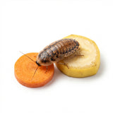 Dubia Roaches (Fed Organic Carrots & Banana)