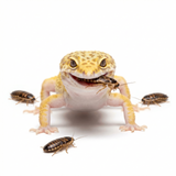 Dubia Roaches (Fed Organic Carrots & Banana)