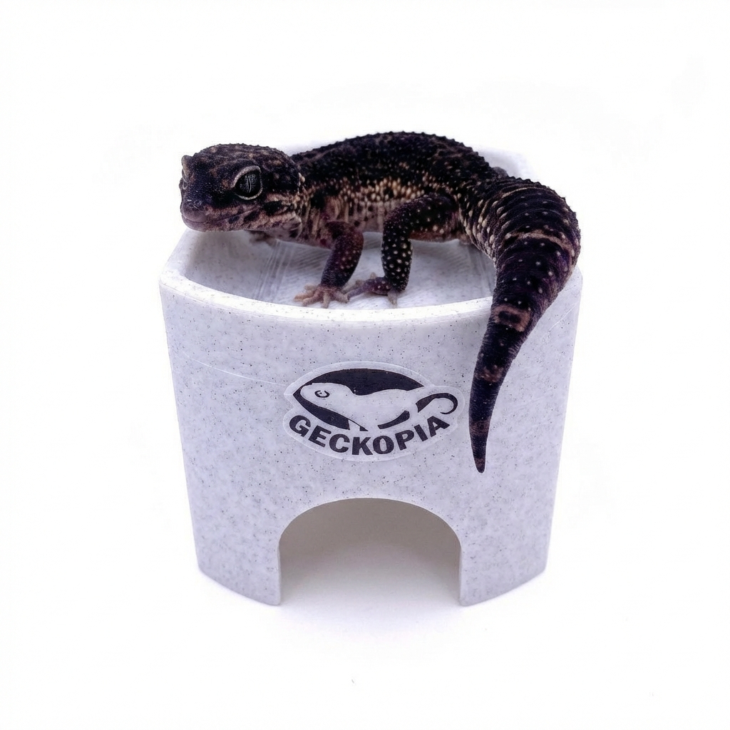 Gecko Place