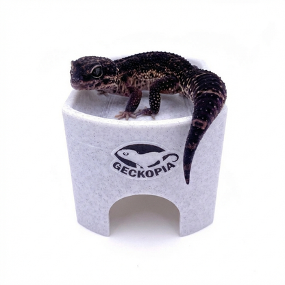 Gecko Place
