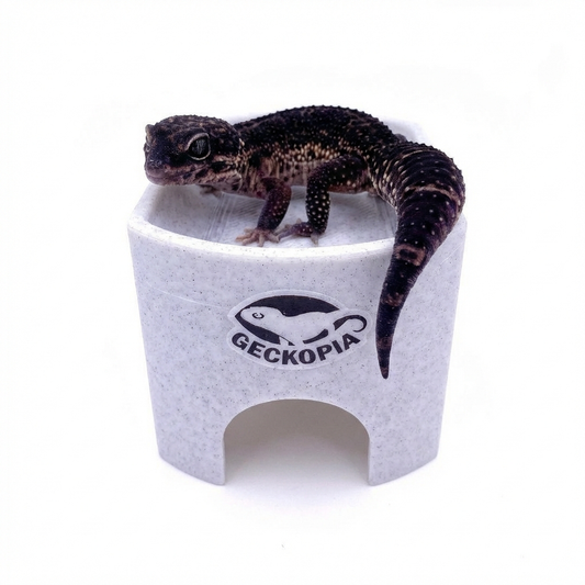 Gecko Place