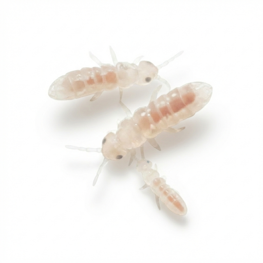 Springtails | Free Shipping | 8oz Container