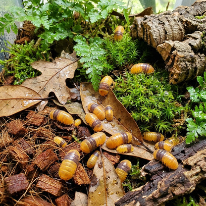 Amber Ducky Isopods - 5 counts