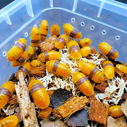 Amber Ducky Isopods - 5 counts