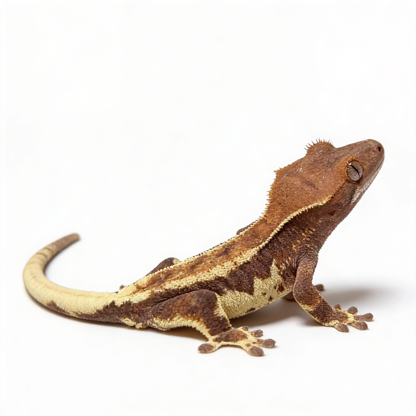 CC11 - Baby Frappuccino Crested Gecko