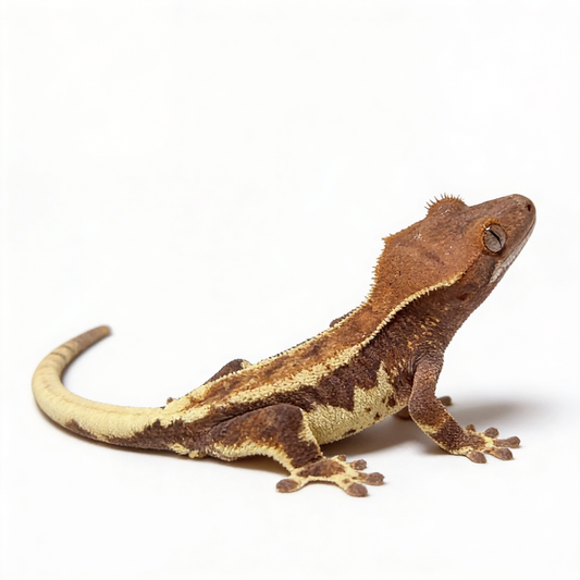 CC11 - Baby Frappuccino Crested Gecko
