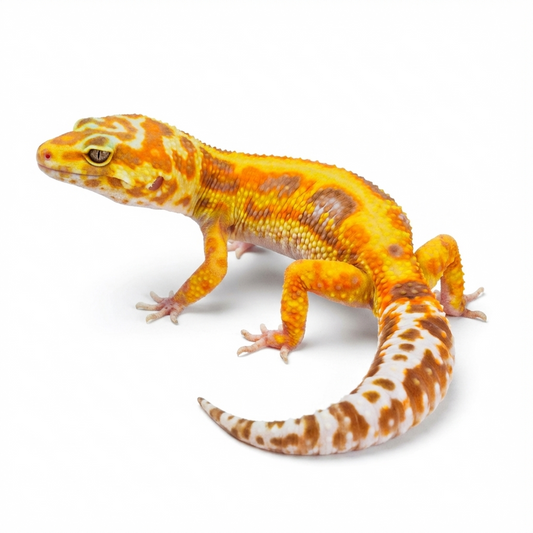 2332- WY Tremper - Male