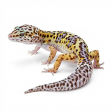 2331 - Mack Snow Eclipse - Male