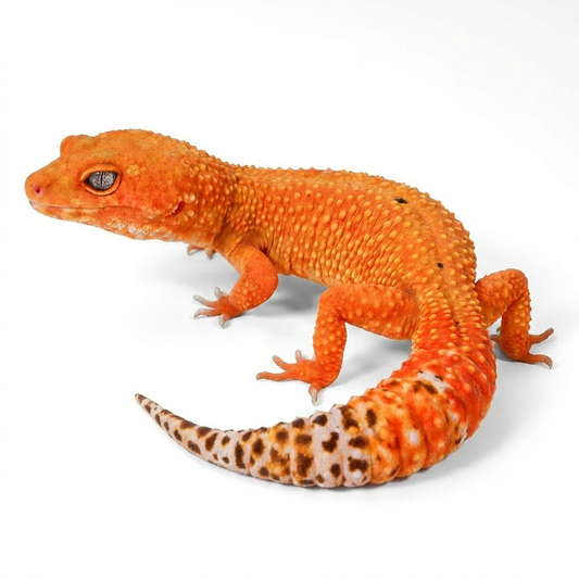 2509 - Mandarin Tangerine - Female