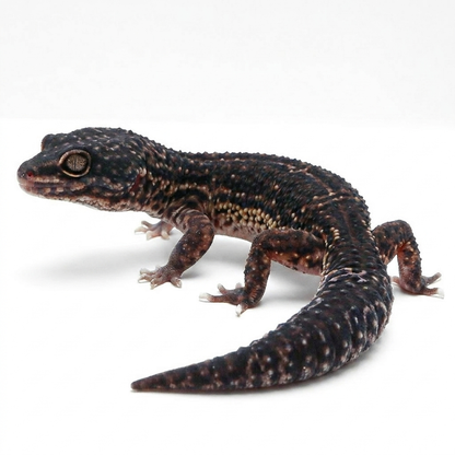 2329 - Black Night, Mack Snow | Male