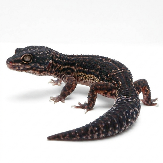 2329 - Black Night, Mack Snow | Male