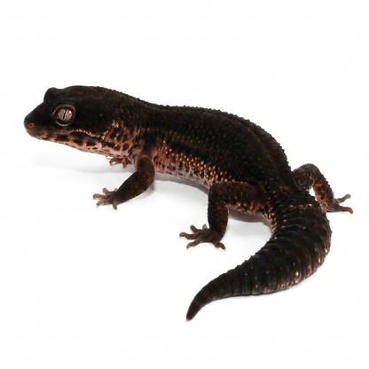 2506 - Black Night - Female