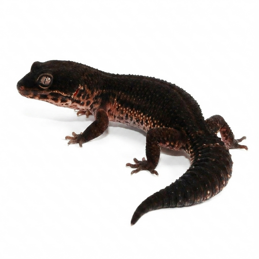 2506 - Black Night - Female