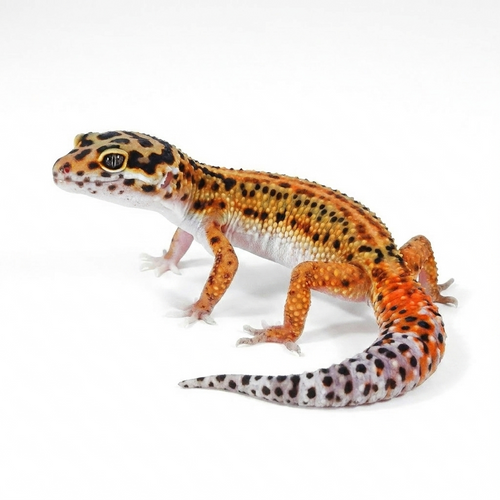 2515 - Tangerine Red Stripe - Male