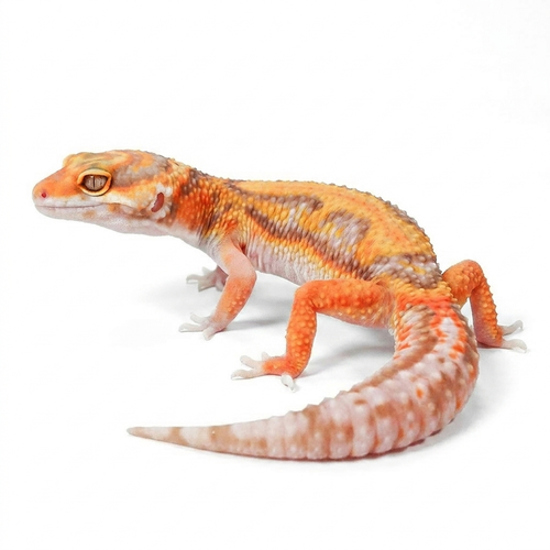 2521 - Tangerine Rainwater - Female