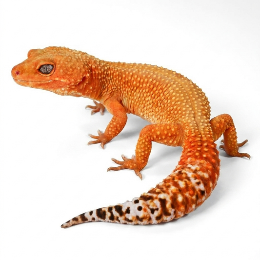 2328 - Mandarin Tangerine - Female