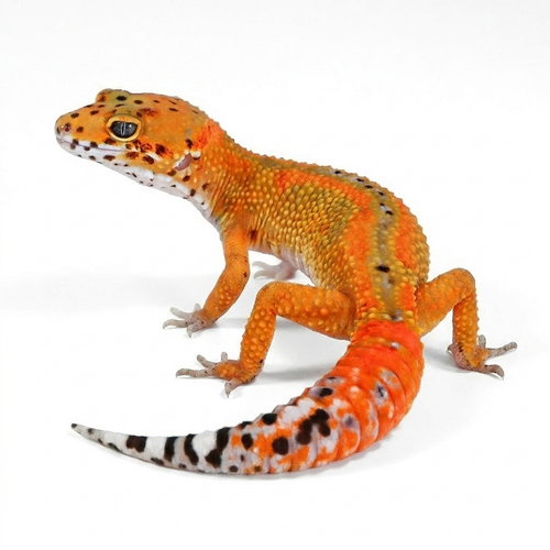 2517 - Tangerine - Female