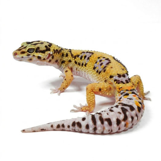 ABC24- Tangerine Bold - Female