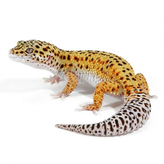 25B2- Black Night Cross Mack Snow Eclipse - Male
