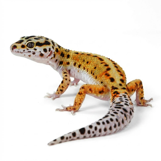 25B6- Mack Snow White & Yellow - Male
