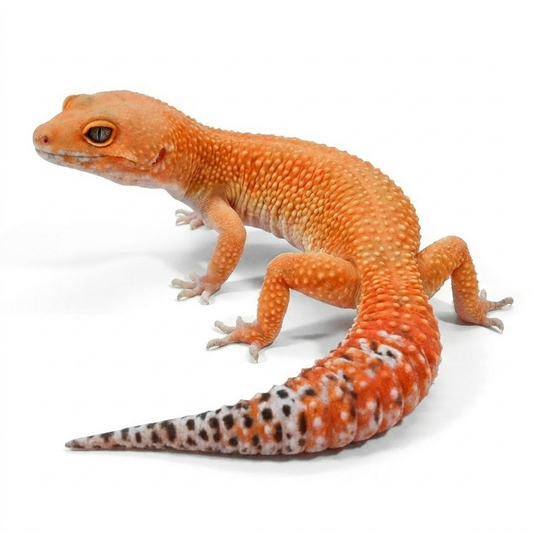 #1 - Blood Tangerine - Female