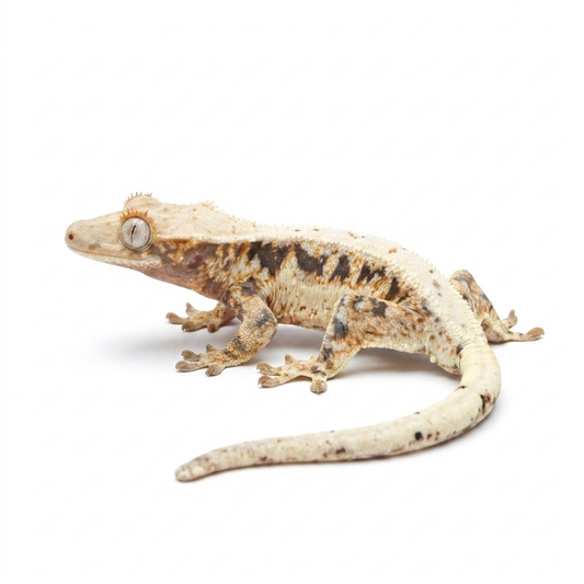 LW4 | Lily White Crested Gecko