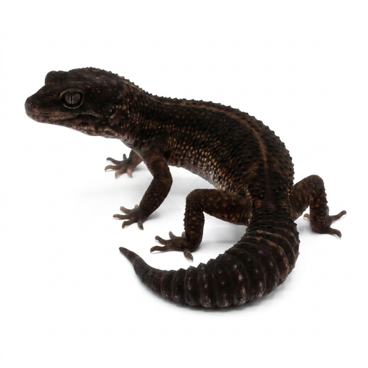 SHADOW - Pure Black Night - Female