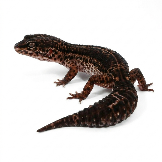 #11 - Black Night - Female
