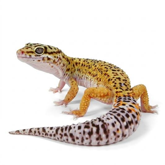 2508 - Mack Snow Eclipse - Male