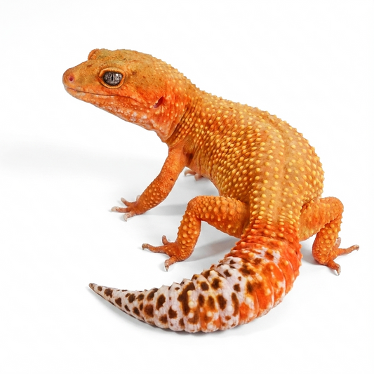 2504- Mandarin Tangerine - Female