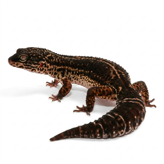 23BN- Pure Black Night - Female