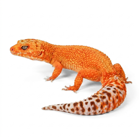 2418 - Mandarin Tangerine - Female