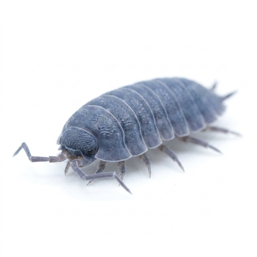 Powder Blue Isopods | Free Shipping | 10 counts