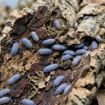 Powder Blue Isopods | Free Shipping | 10 counts